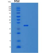 人TATA框结合蛋白关联因子15(TAF15)重组蛋白