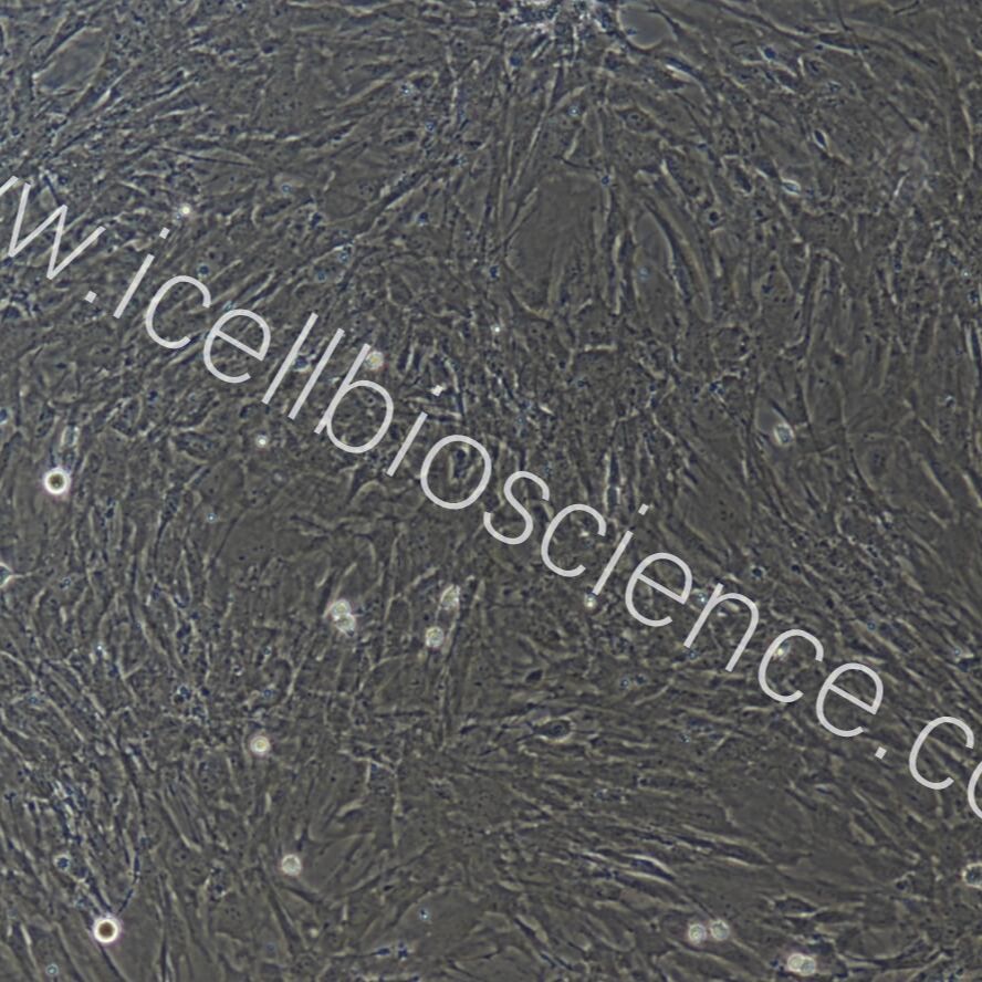 小鼠胃cajal间质细胞  免疫荧光鉴定  镜像绮点（Cellverse）