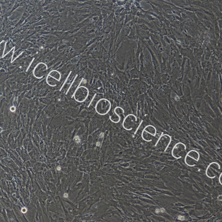 小鼠胃cajal间质细胞/免疫荧光鉴定/镜像绮点(Cellverse)产品图