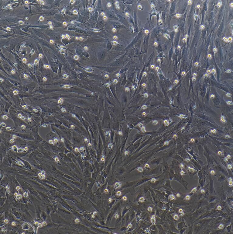 大鼠肝成纤维细胞  免疫荧光鉴定 镜像绮点（Cellverse）