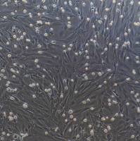 大鼠肝成纤维细胞  免疫荧光鉴定 镜像绮点（Cellverse）