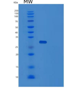 人Toll样受体衔接分子2(TICAM2)重组蛋白