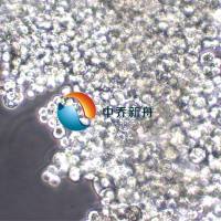 OCUM-1 人胃癌细胞