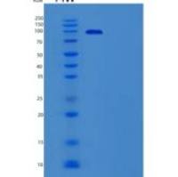 小鼠Toll样受体2(TLR2)重组蛋白