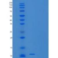 大肠杆菌Thioredoxin-1人重组蛋白