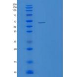 大肠杆菌SurA重组蛋白