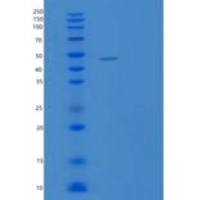 大肠杆菌SurA重组蛋白