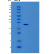 人TMEFF1重组蛋白