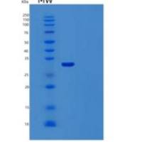 人TMEFF1重组蛋白