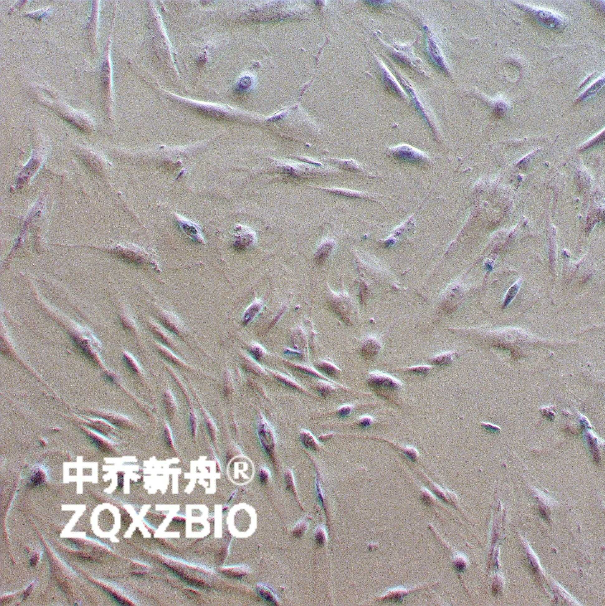 CCD-18Co 正常人结肠组织细胞