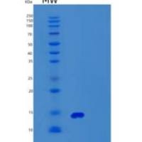 人Synaptobrevin 2重组蛋白