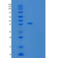 人THAP7重组蛋白