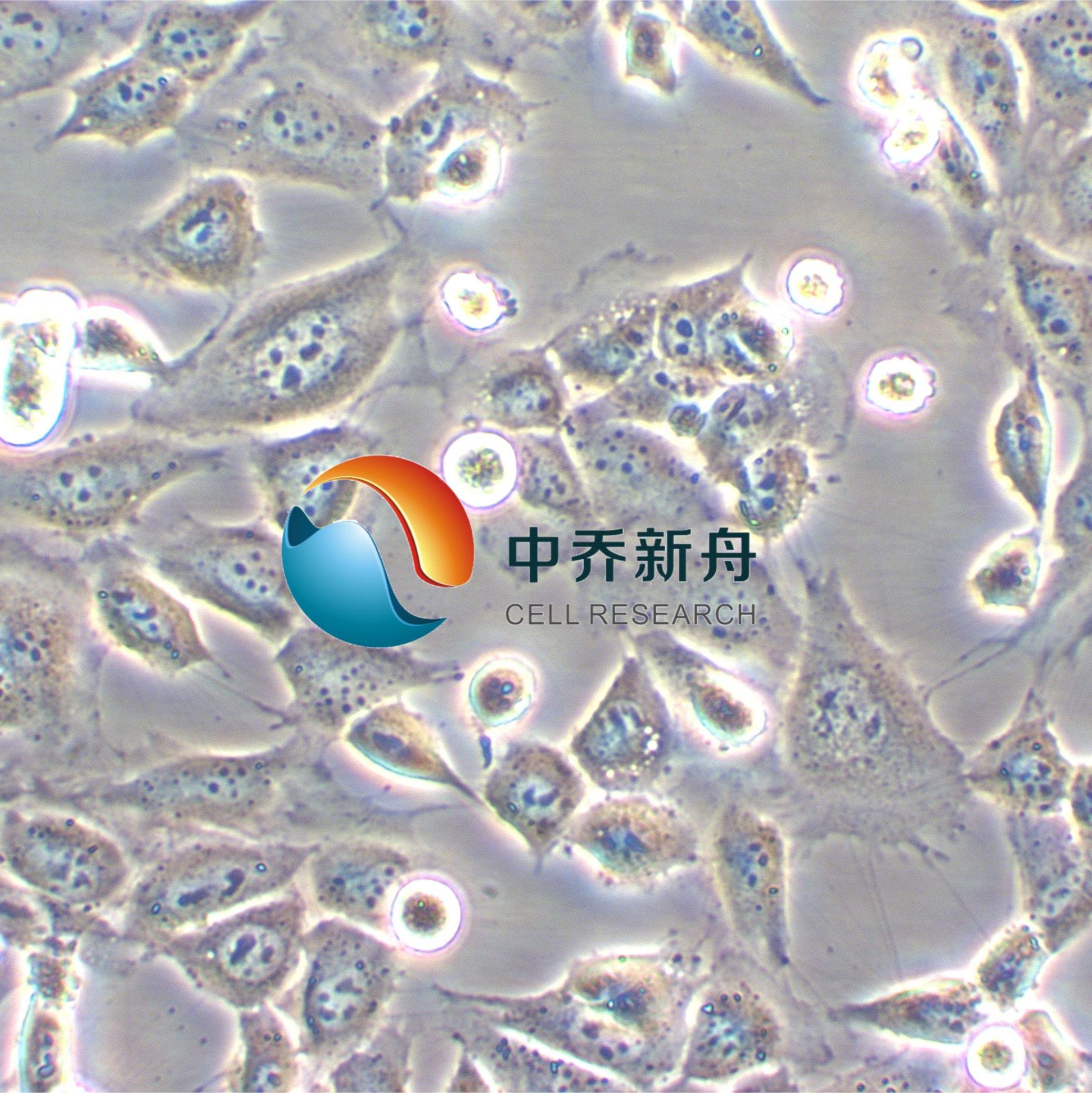 GC-1spg小鼠精原细胞系