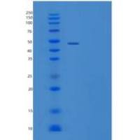 人TNFRSF11A重组蛋白