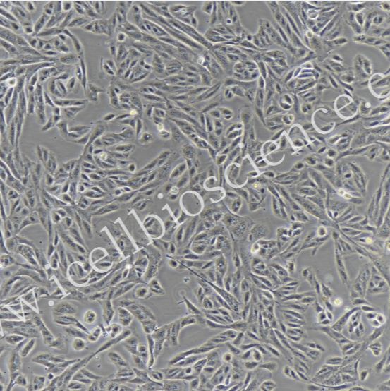 牛小肠黏膜上皮细胞  免疫荧光鉴定  镜像绮点（Cellverse）