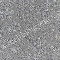 牛小肠黏膜上皮细胞/免疫荧光鉴定