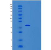 人THAP1重组蛋白