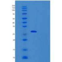 人THAP1重组蛋白