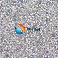 SNU-620人胃癌细胞