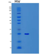 人前mRNA剪接因子SYF2(SYF2)重组蛋白
