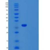 人THAP3重组蛋白