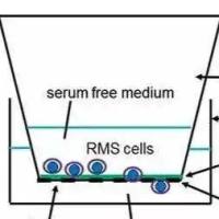 transwell侵袭实验技术服务