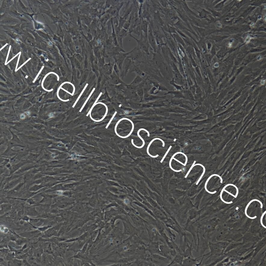 大鼠胃cajal间质细胞  免疫荧光鉴定 镜像绮点（Cellverse）