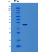 人TMEFF1重组蛋白