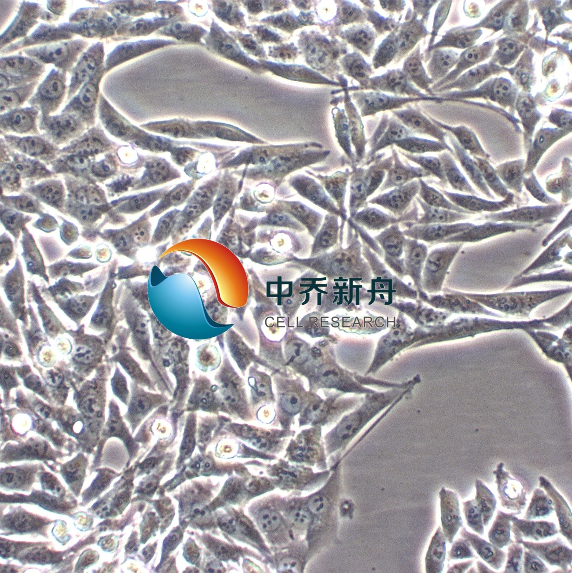 MB49 小鼠膀胱癌细胞