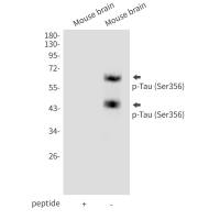 Anti-Tau (phospho S356)