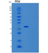 人THAP1重组蛋白