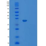 人TARDBP重组蛋白