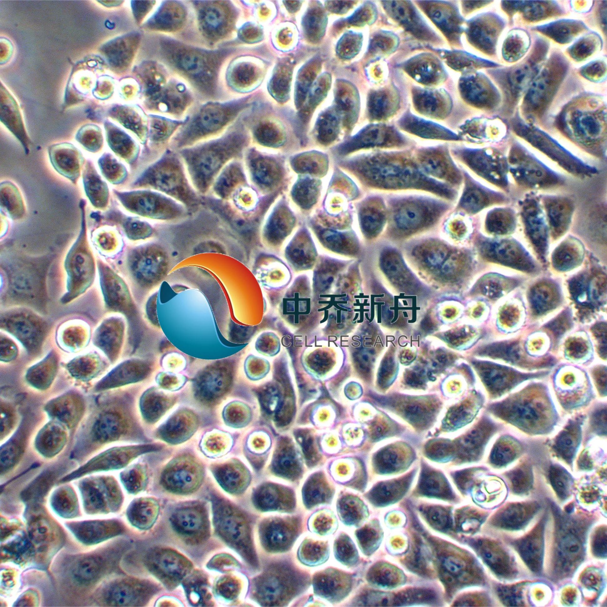SNU-601人胃癌细胞