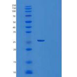 人THTPA重组蛋白