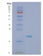 小鼠肿瘤坏死因子α(TNFa)重组蛋白
