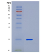 人转化生长因子β1(TGFb1)重组蛋白