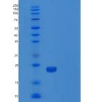人肿瘤坏死因子配体超家族成员13(TNFSF13)重组蛋白