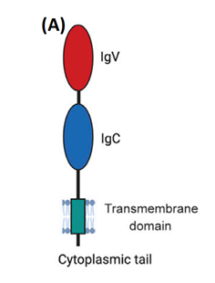 B7-H4：泛癌靶点新星持续发力