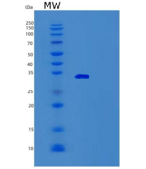 人Survivin重组蛋白