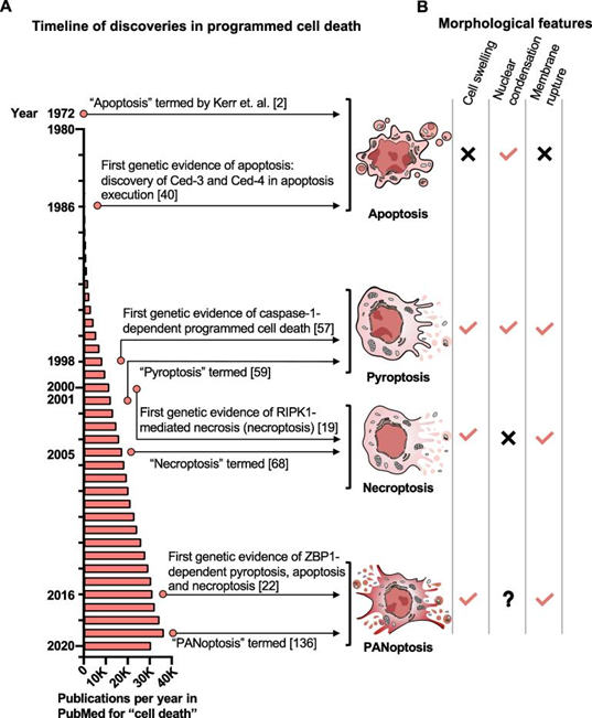 Elabscience细胞死亡大盘点 | 泛凋亡（PANoptosis）——新型炎症性PCD途径