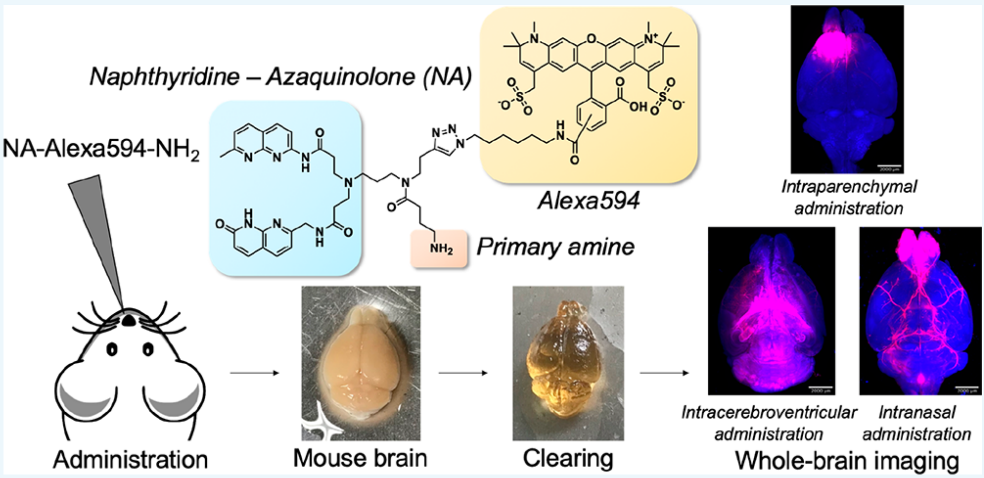 《Bioconjugate Chemistry》：组织透明化三维成像揭示小分子外用药物NA在脑内分布