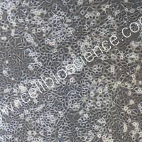 小鼠肝实质细胞 免疫荧光鉴定 镜像绮点（Cellverse）