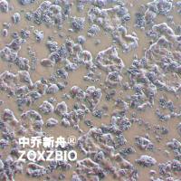 LS513 人结直肠癌细胞