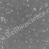 猪胰腺导管上皮细胞/免疫荧光鉴定/镜像绮点（Cellverse）