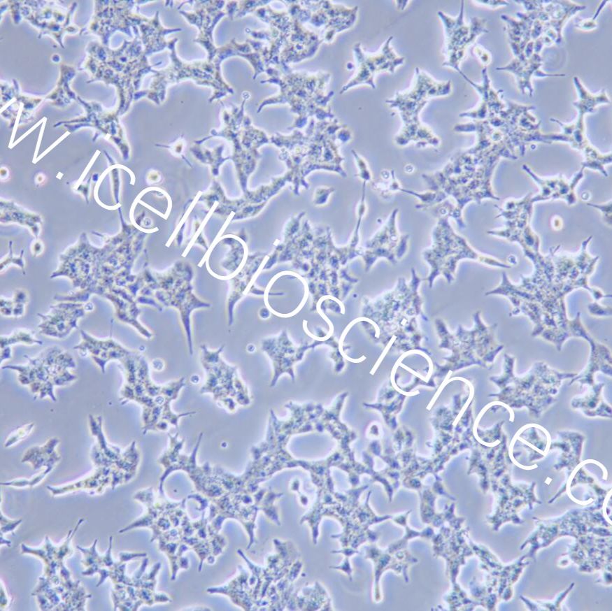 STC-1 小鼠小肠内分泌细胞/种属鉴定/镜像绮点（Cellverse）