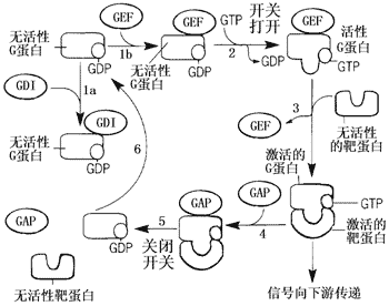 细胞生物学meta分析