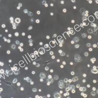 小鼠骨髓肥大细胞/免疫荧光鉴定/镜像绮点（Cellverse）