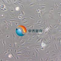 HULEC-5a人肺微血管内皮细胞