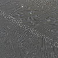 肾间质成纤维细胞/免疫荧光鉴定/镜像绮点（Cellverse）