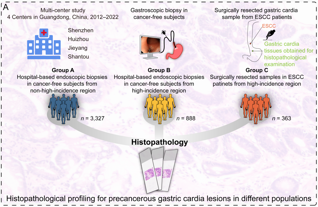 项目文章| 多组学助力揭示贲门癌前期病变机制